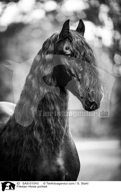 Friesian Horse portrait / SAS-01043