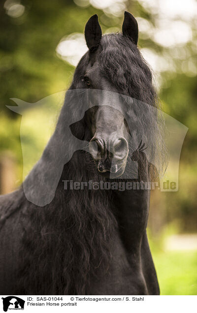 Friesian Horse portrait / SAS-01044