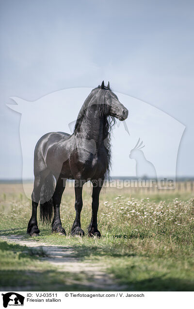 Friesian stallion / VJ-03511