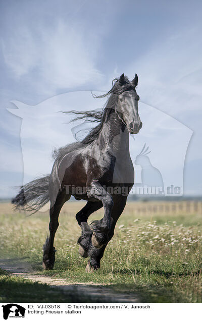 trotting Friesian stallion / VJ-03518