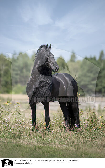 Friesian stallion / VJ-03522