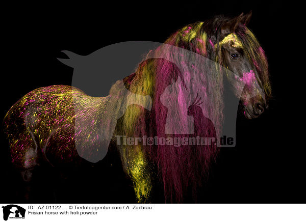Frisian horse with holi powder / AZ-01122
