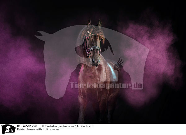 Frisian horse with holi powder / AZ-01220