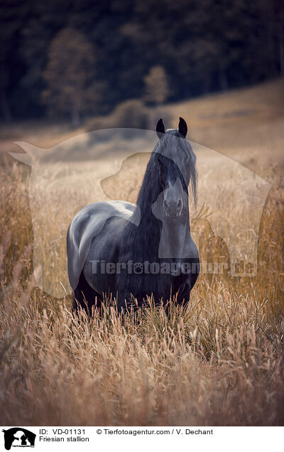 Friesian stallion / VD-01131