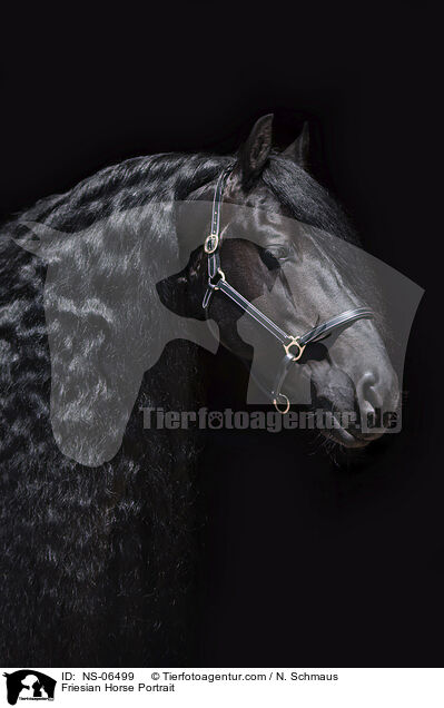 Friese Portrait / Friesian Horse Portrait / NS-06499