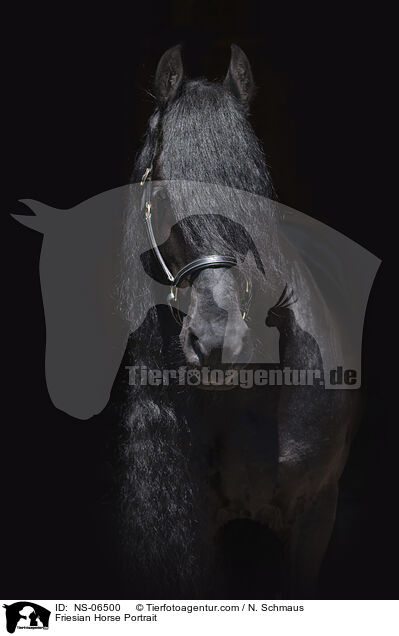 Friesian Horse Portrait / NS-06500