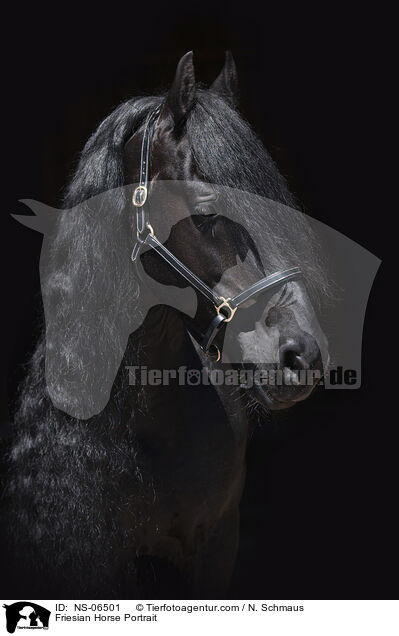 Friesian Horse Portrait / NS-06501