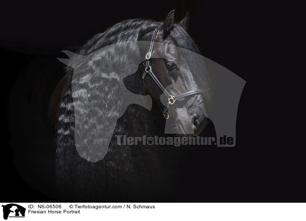 Friesian Horse Portrait / NS-06506