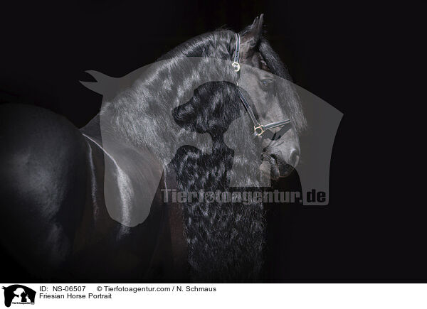 Friesian Horse Portrait / NS-06507
