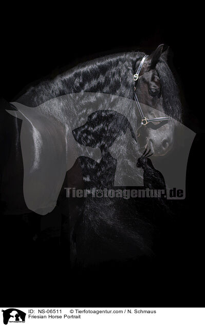 Friesian Horse Portrait / NS-06511