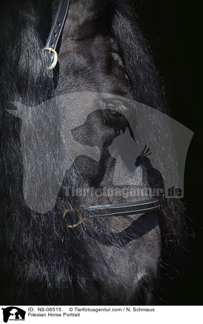 Friesian Horse Portrait / NS-06515