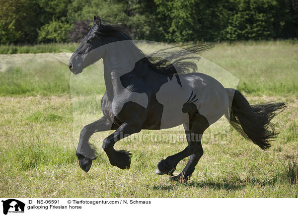 galoppierender Friese / galloping Friesian horse / NS-06591