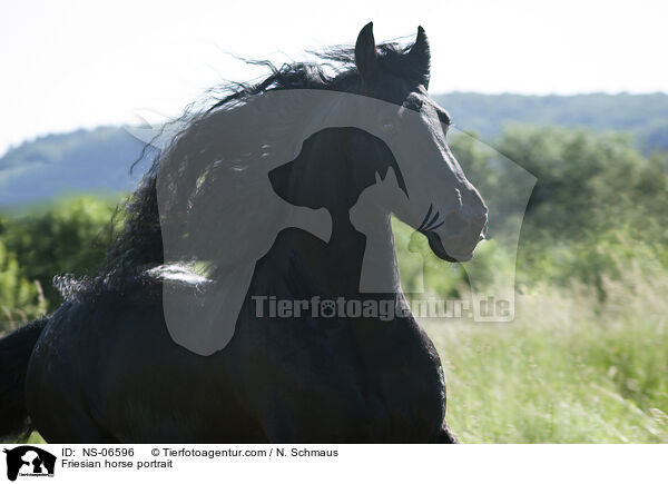 Friese Portrait / Friesian horse portrait / NS-06596