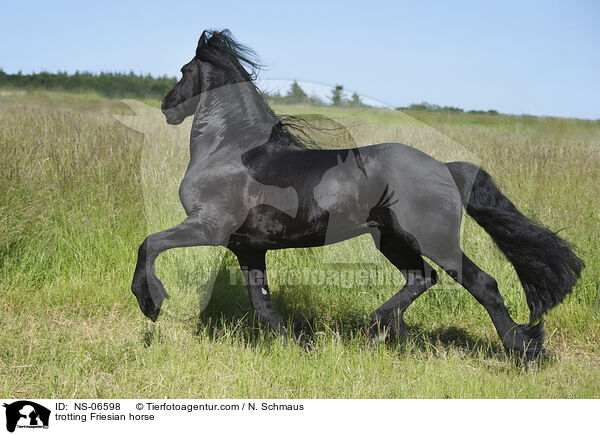 trabender Friese / trotting Friesian horse / NS-06598