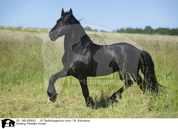 trotting Friesian horse / NS-06602