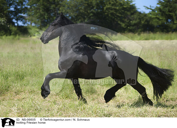 trotting Friesian horse / NS-06605