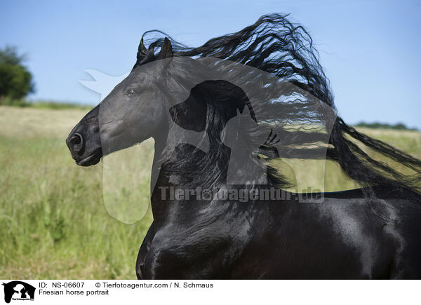 Friesian horse portrait / NS-06607
