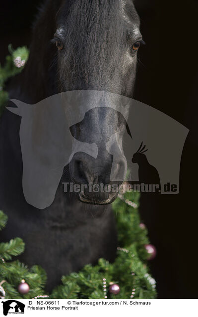 Friesian Horse Portrait / NS-06611