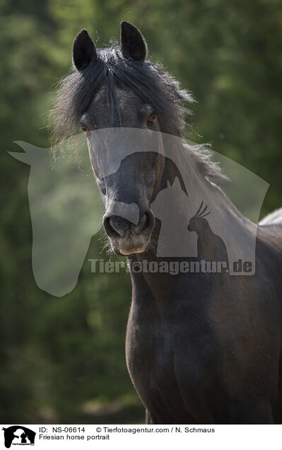 Friesian horse portrait / NS-06614