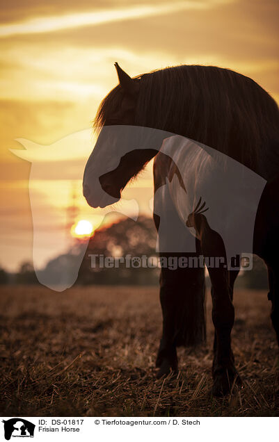 Frisian Horse / DS-01817