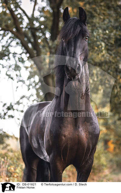 Frisian Horse / DS-01821