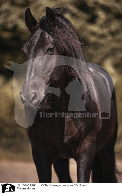 Frisian Horse / DS-01961
