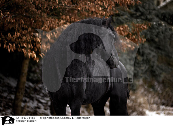 Friesian stallion / IFE-01167