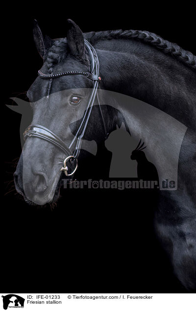 Friese Hengst / Friesian stallion / IFE-01233
