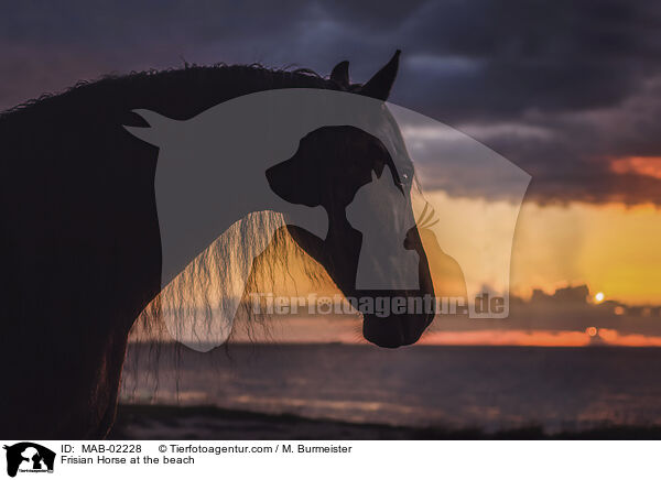 Frisian Horse at the beach / MAB-02228