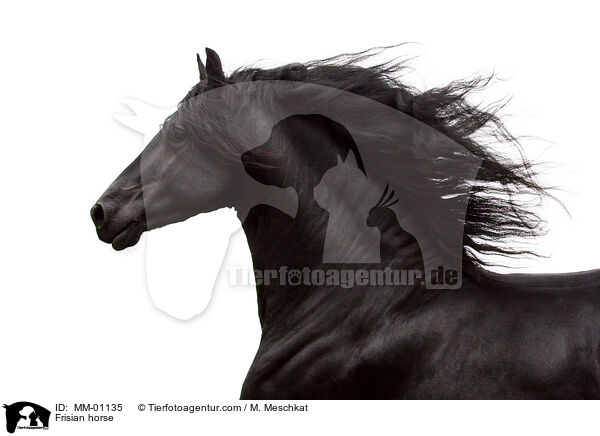 Frisian horse / MM-01135
