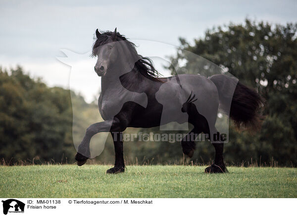 Frisian horse / MM-01138
