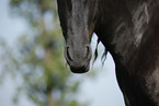 Friesian Horse mouth