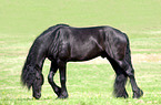 Friesian horse on the maedow