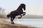 friesian horse
