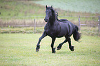 galloping Frisian stallion