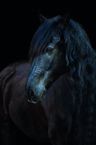 Friesian Horse portrait 
