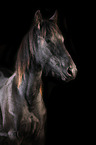 Friesian Horse in front of black background
