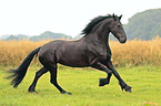 running Frisian Horse