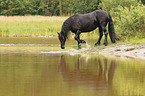 Frisian Horse in the water