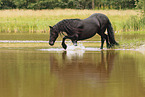 Frisian Horse in the water
