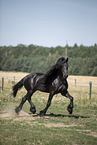 trotting Friesian stallion