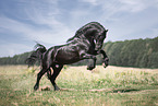 galloping Friesian stallion