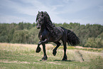trotting Friesian stallion