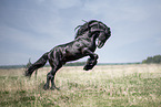 galloping Friesian stallion