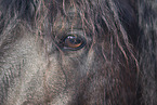 eye of a frisian horse