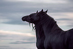 Friesian stallion