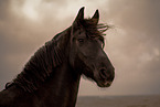 Friesian horse