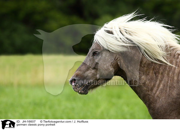 german classic pony portrait / JH-16607