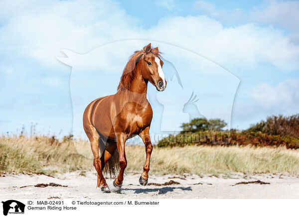 German Riding Horse / MAB-02491