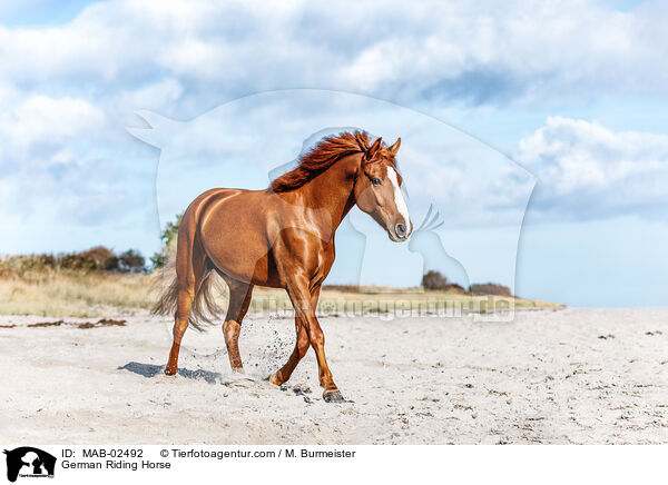 German Riding Horse / MAB-02492